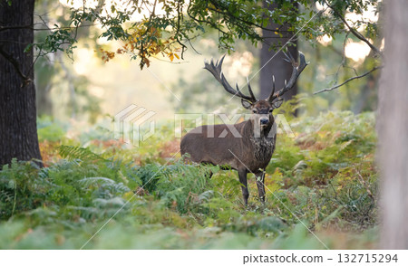 Majestic red deer stag standing among green ferns in a forest Majestic red deer stag standing among green ferns in a forest 132715294