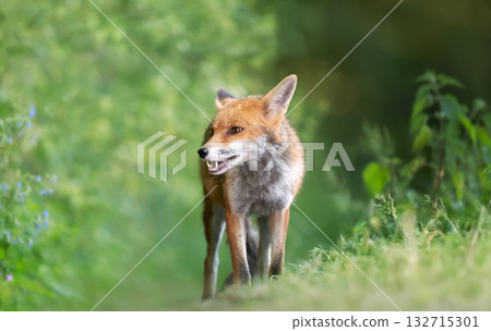 Portrait of a red fox standing on green grass in a meadow 132715301