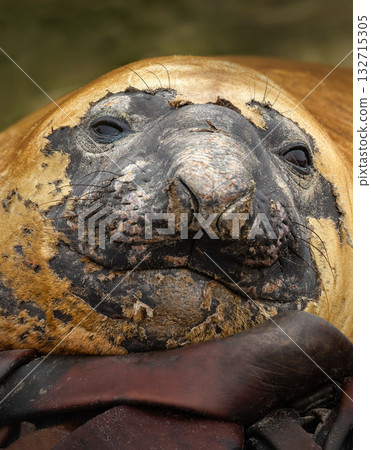 Portrait of a Southern Elephant Seal during molting season in the Falkland Islands 132715305