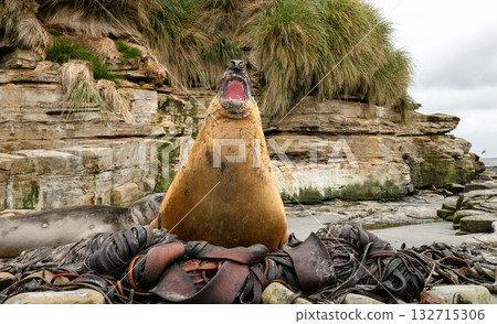 Dominant Southern Elephant Seal roaring on a rocky beach in the Falkland Islands Dominant Southern Elephant Seal roaring on a rocky beach in the Falkland Islands 132715306
