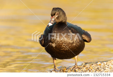 Portrait of a Muscovy duck Portrait of a Muscovy duck 132715334