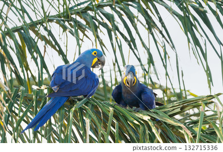 Pair of Hyacinth Macaws perched on a palm frond in Pantanal, Brazil 132715336