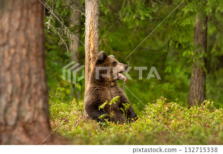 Young brown bear with its tongue out resting against a tree in a forest 132715338