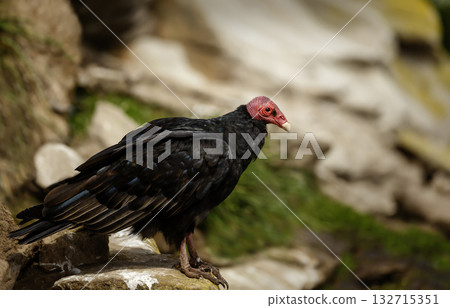 Portrait of a Turkey Vulture perched on a rock in Falkland Islands Portrait of a Turkey Vulture perched on a rock in Falkland Islands 132715351