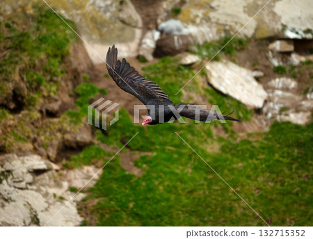 Turkey Vulture in flight in Falkland Islands 132715352