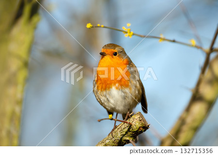 European Robin perched on a tree branch in spring European Robin perched on a tree branch in spring 132715356