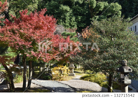 今海光明寺紫雲庭園秋季(京都市左京區) 今海光明寺紫雲庭園秋季(京都市左京區) 132715542