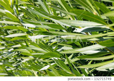 Sunlit oleander foliage fills the frame with layered green tones and gentle warm movement 132715749