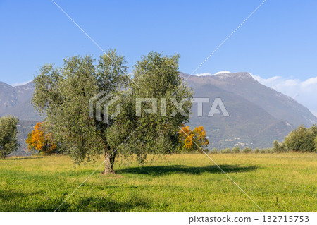 Solitary olive tree near Lake Garda with mountain slopes bright grass and autumn colors around Solitary olive tree near Lake Garda with mountain slopes bright grass and autumn colors around 132715753