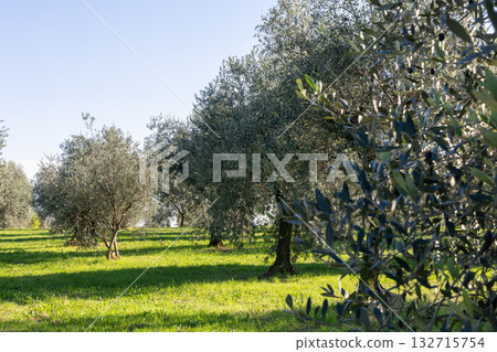 Olive grove near Lake Garda glowing in morning light with silvery leaves and bright grass Olive grove near Lake Garda glowing in morning light with silvery leaves and bright grass 132715754