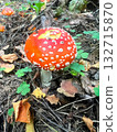 Poisonous mushroom fly agaric grows in the forest 132715870