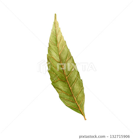 Watercolor painting of autumn willow leaf on a white background. Good for postcards, books, invitations, greeting cards, wallpaper and textiles. Watercolor painting of autumn willow leaf on a white background. Good for postcards, books, invitations, greeting cards, wallpaper and textiles. 132715906