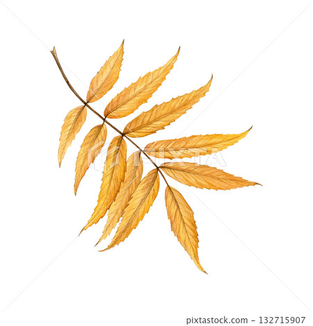Watercolor painting of an autumn rowan leaf on a white background. Good for postcards, books, invitations, greeting cards, wallpaper and textiles. Watercolor painting of an autumn rowan leaf on a white background. Good for postcards, books, invitations, greeting cards, wallpaper and textiles. 132715907
