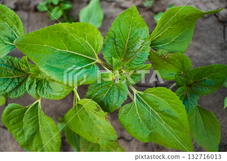 Close top view of young sunflower plant with fresh green leaves on agricultural soil Close top view of young sunflower plant with fresh green leaves on agricultural soil 132716013