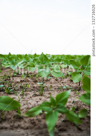 Sunflower seedling standing on cultivated soil with green field background under bright sky 132716026