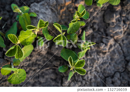 Top view of soybean sprouts on cracked dry soil showing new agricultural vegetation Top view of soybean sprouts on cracked dry soil showing new agricultural vegetation 132716039