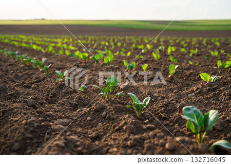 Young cabbage sprouts growing in fresh brown soil under warm evening sunlight on farmland 132716045