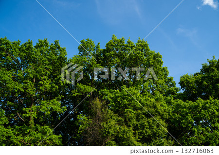 Tree tops with dense green foliage under clear blue sky in bright summer sunlight 132716063