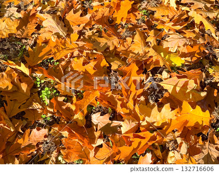 Autumn oak leaves glowing in sunlight on forest ground. Seasonal colors, organic pattern and peaceful natural texture. 132716606