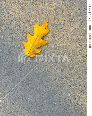 Single yellow oak leaf lying on asphalt surface. Minimal autumn mood, solitude and simplicity in natural composition. Single yellow oak leaf lying on asphalt surface. Minimal autumn mood, solitude and simplicity in natural composition. 132716612