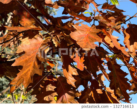 Brown oak leaves illuminated by sunlight on autumn tree. Seasonal transformation, texture detail and natural color palette. Brown oak leaves illuminated by sunlight on autumn tree. Seasonal transformation, texture detail and natural color palette. 132716613