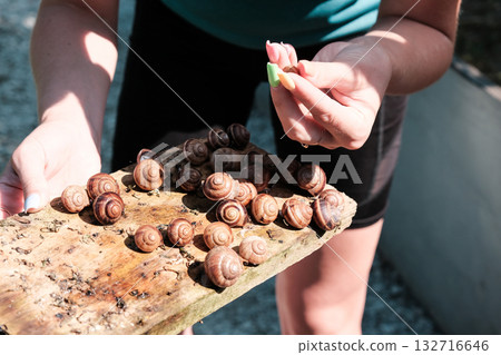 Breeding grape snails 132716646