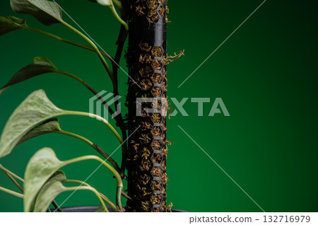 pole for plants, a houseplant on a moss pillar against a black wall as a background. A moss pole is a pole for growing plants in pots at home and outdoors. pole for plants, a houseplant on a moss pillar against a black wall as a background. A moss pole is a pole for growing plants in pots at home and outdoors. 132716979