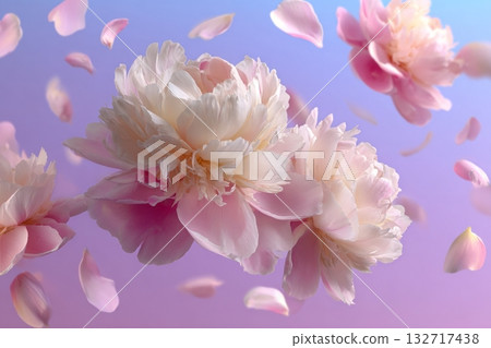 Soft White Peonies Floating Gracefully Above a Pink Background With Delicate Petals Falling 132717438