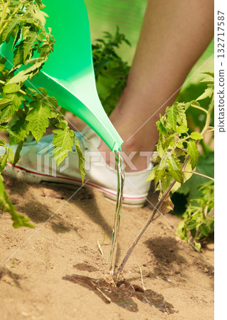 watering green tomato plants in greenhouse watering green tomato plants in greenhouse 132717587