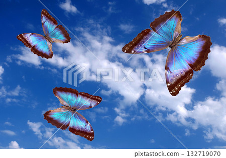 bright colorful blue morpho butterflies flying in the sky with clouds bright colorful blue morpho butterflies flying in the sky with clouds 132719070