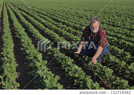 Farmer in soy field inspecting crop 132719362