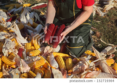 Farmer and heap of harvested corn 132719364