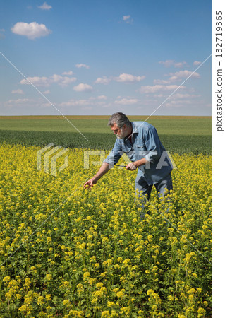 Agriculture, farmer examining rapeseed plants in field using tablet 132719365