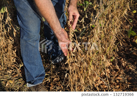 Farmer working in soybean field 132719366