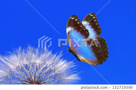 Morpho butterfly and dandelion. Seeds of a dandelion flower on a background of blue sky with clouds. Copy space Morpho butterfly and dandelion. Seeds of a dandelion flower on a background of blue sky with clouds. Copy space 132719390