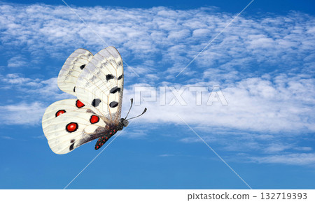 bright colorful apollo butterfly in flight against blue sky with clouds 132719393