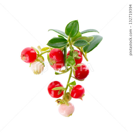 Fresh cowberry berries with leaves, isolated on white background. Ripe cranberry, cowberry, lingonberry. Clipping path. 132719394