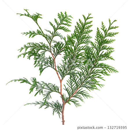 Thuja branch isolated on white background. Branch of green orientalis leaves. Clipping path. Thuja branch isolated on white background. Branch of green orientalis leaves. Clipping path. 132719395