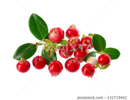Fresh cowberry berries with leaves, isolated on white background. Ripe cranberry, cowberry, lingonberry. Clipping path. 132719402