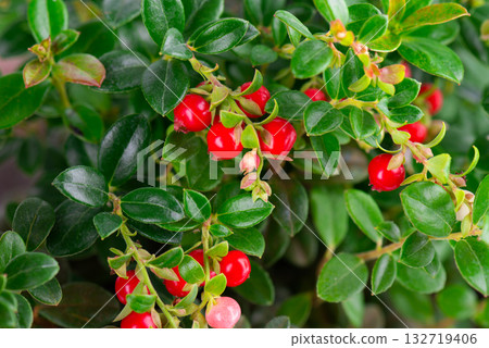Fresh cowberry berries. Ripe cranberry, cowberry, lingonberry Fresh cowberry berries. Ripe cranberry, cowberry, lingonberry 132719406