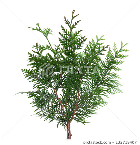 Thuja branch isolated on white background. Branch of green orientalis leaves. Clipping path. Thuja branch isolated on white background. Branch of green orientalis leaves. Clipping path. 132719407