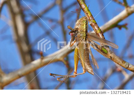 莫扎特的陰霾（蚱蜢） 132719421