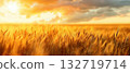 Golden wheat field glowing at sunset 132719714