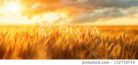 Golden wheat field glowing at sunset 132719714