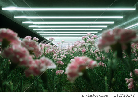 Flowers Bloom Inside a Modern Greenhouse With Glowing Lights at Dusk 132720178