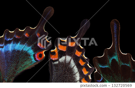 Bright colorful abstract background of tropical butterfly wings. Butterfly wings close-up. Japanese swallowtail. Papilio maackii. Alpine black swallowtail. Bright colorful abstract background of tropical butterfly wings. Butterfly wings close-up. Japanese swallowtail. Papilio maackii. Alpine black swallowtail. 132720569