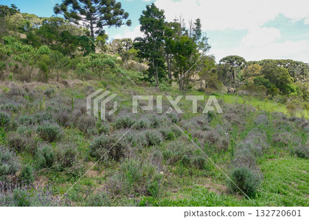 Lavender fields in spring in the city of Cunha, Sao Paulo, Brazil Lavender fields in spring in the city of Cunha, Sao Paulo, Brazil 132720601