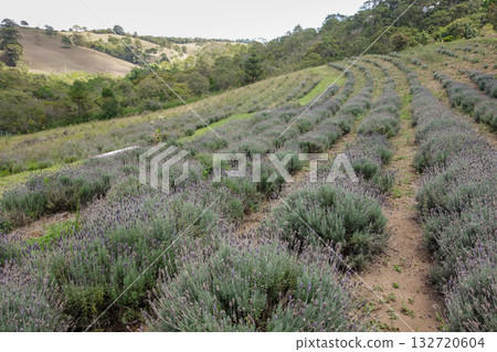 Lavender fields in spring in the city of Cunha, Sao Paulo, Brazil Lavender fields in spring in the city of Cunha, Sao Paulo, Brazil 132720604