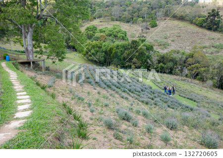 Lavender fields in spring in the city of Cunha, Sao Paulo, Brazil 132720605