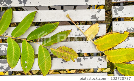 Top-down view of peeling white metal slats with bright yellow autumn leaves and strong texture contrast Top-down view of peeling white metal slats with bright yellow autumn leaves and strong texture contrast 132720787